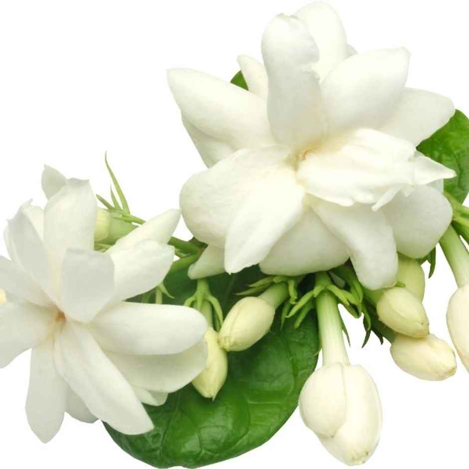 Jasmin Flower (Mogra)