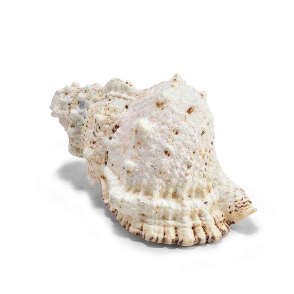 Laxmi Shankh | Symbol of Maa Laxmi | Brings Success & Peace | Pujashree