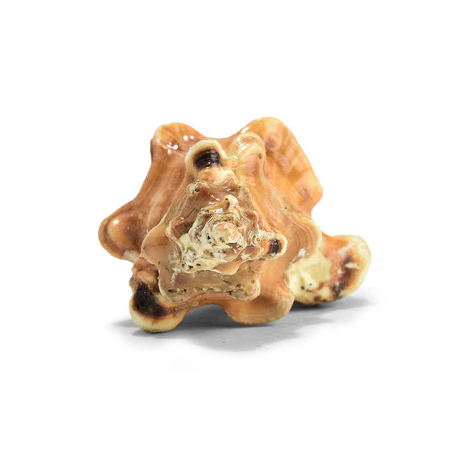 Ganesh Shankh | Blessings of Deity Ganpati | Naturally Formed | Pujashree