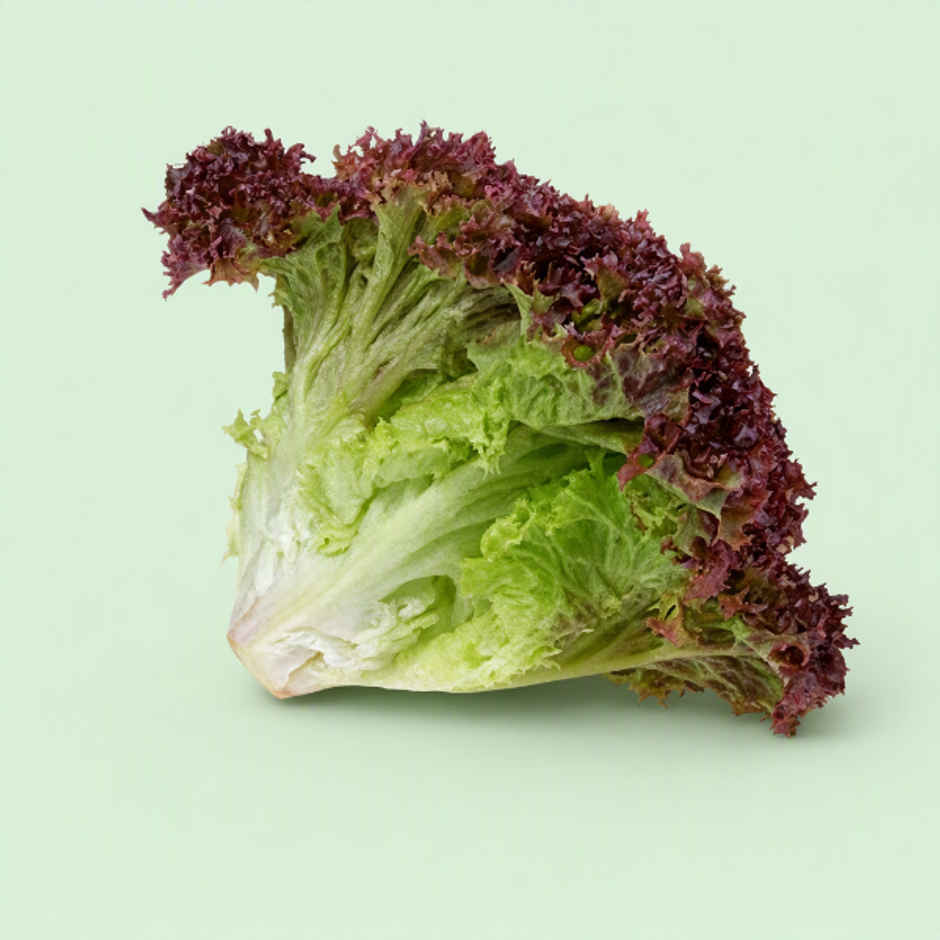 Lettuce Red