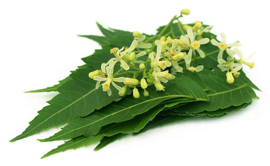 Neem Flower