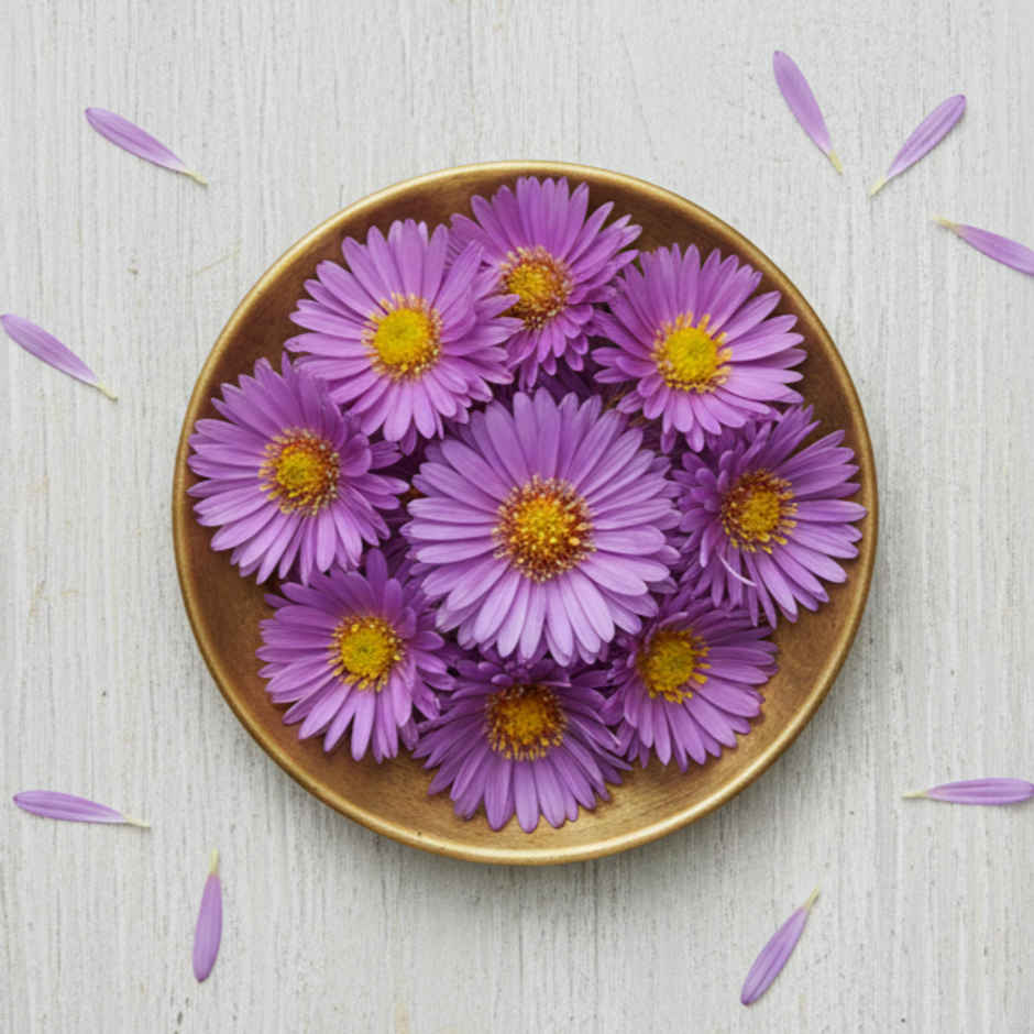Aster Flowers