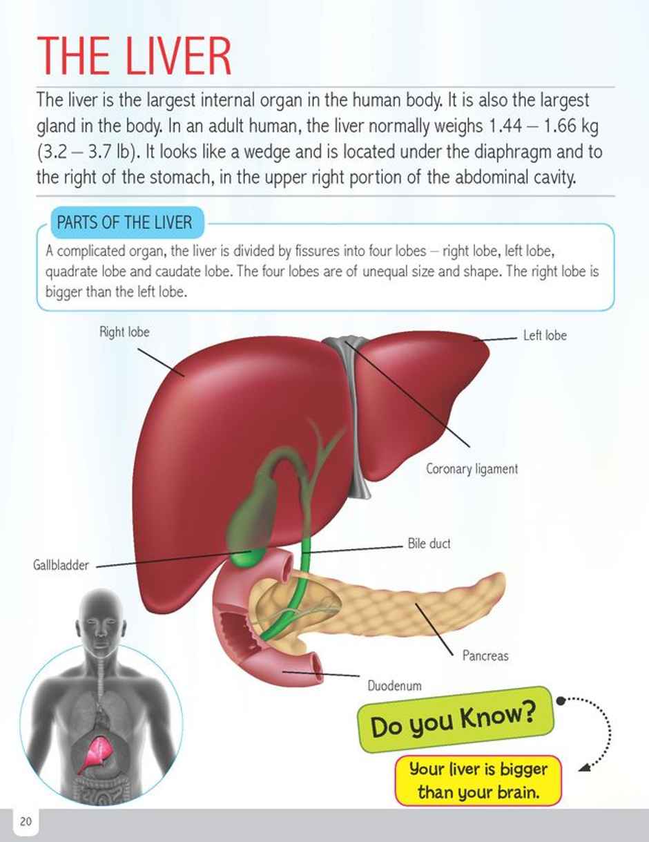 Human Body Minipedia | Knowledge Encyclopedia For Children, Encyclopedia Book for Kid
