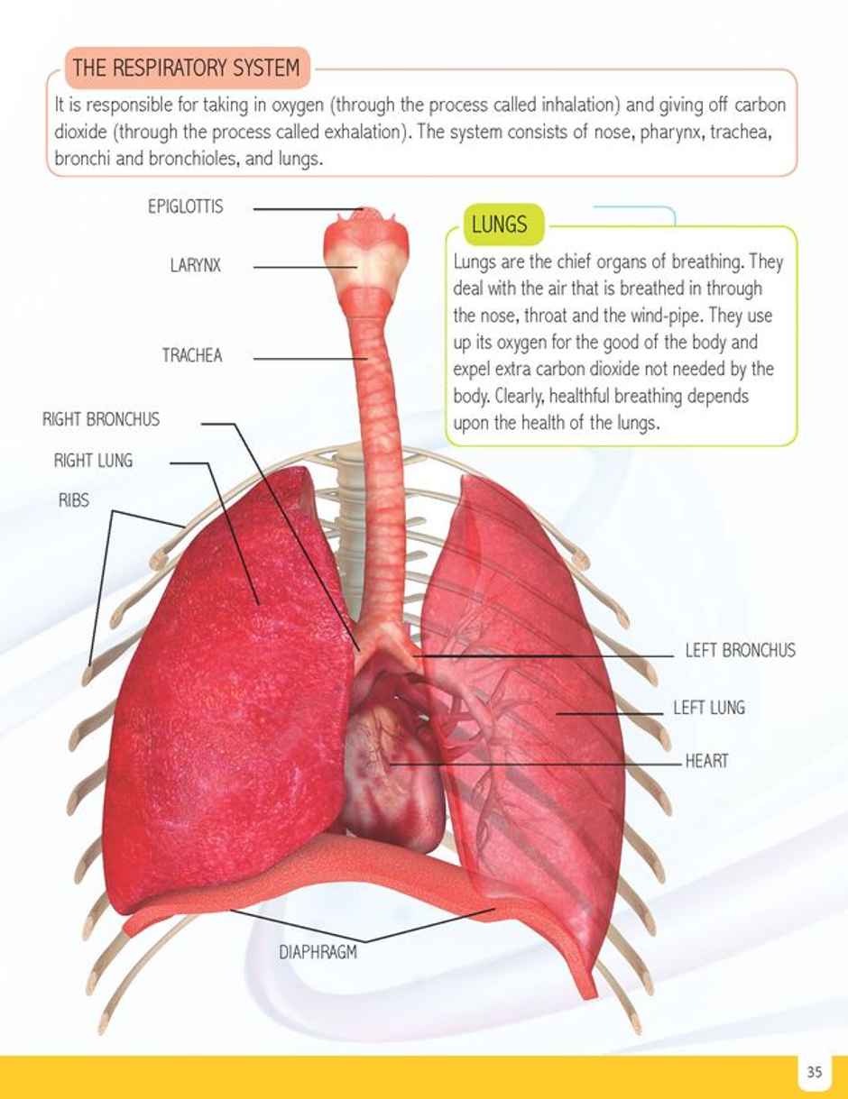 Human Body Minipedia | Knowledge Encyclopedia For Children, Encyclopedia Book for Kid