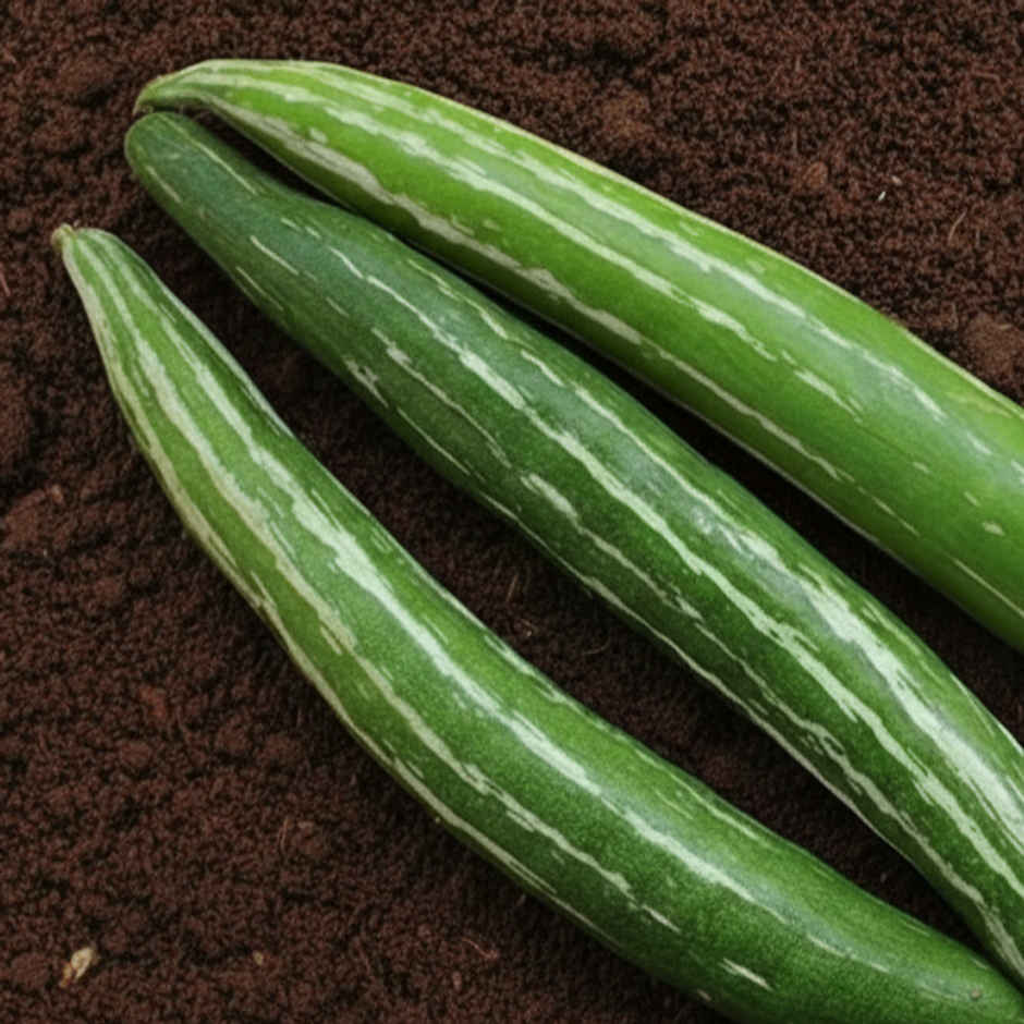 Organically Grown Snake Gourd
