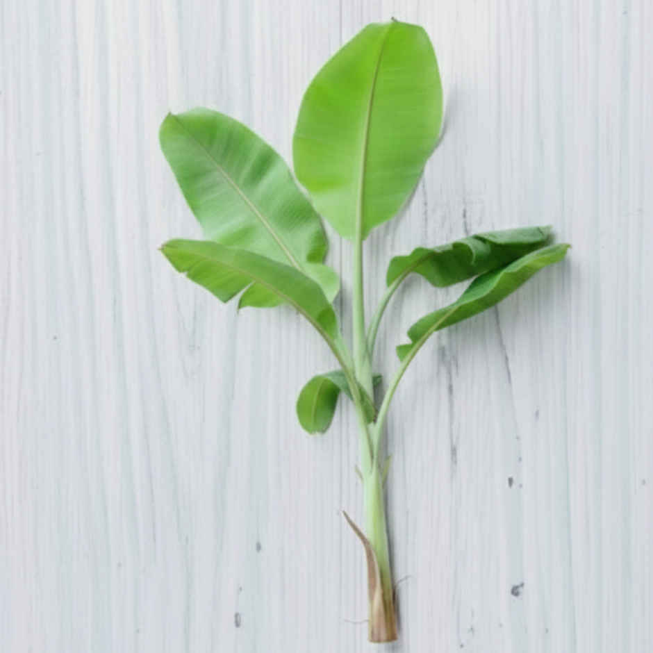 Banana Plant Small - Pooja