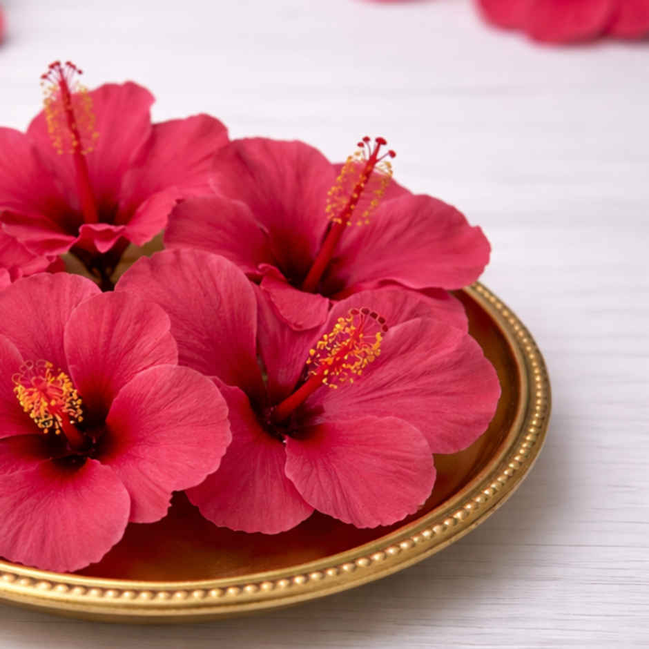 Hibiscus Flower
