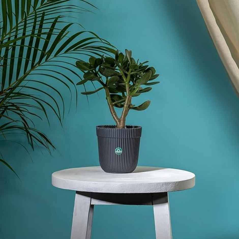 TrustBasket Rim Pot | Heavy Duty Plastic Planter for Indoor & Outdoor Plants | 5 Inch - Grey