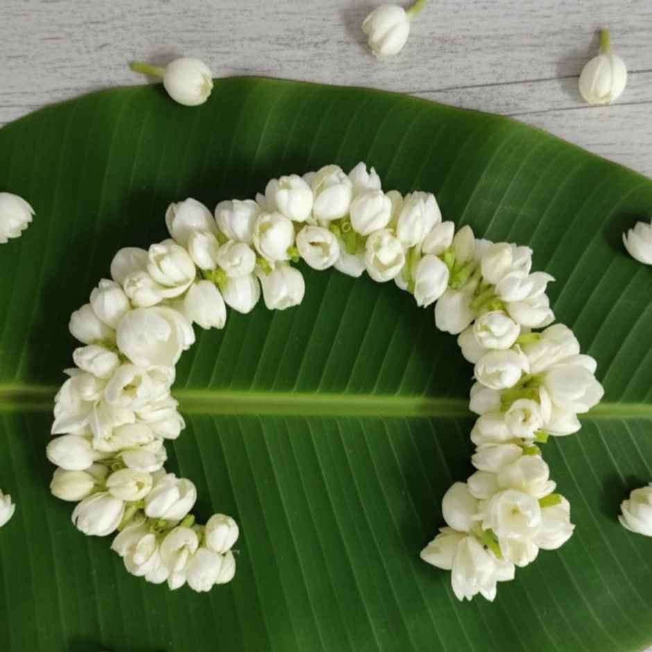 Jasmine String (Gajra)