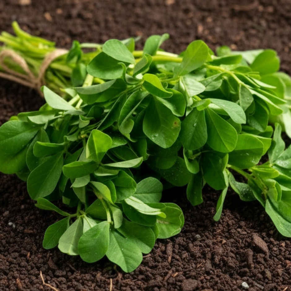 Organically Grown Fenugreek Leaves