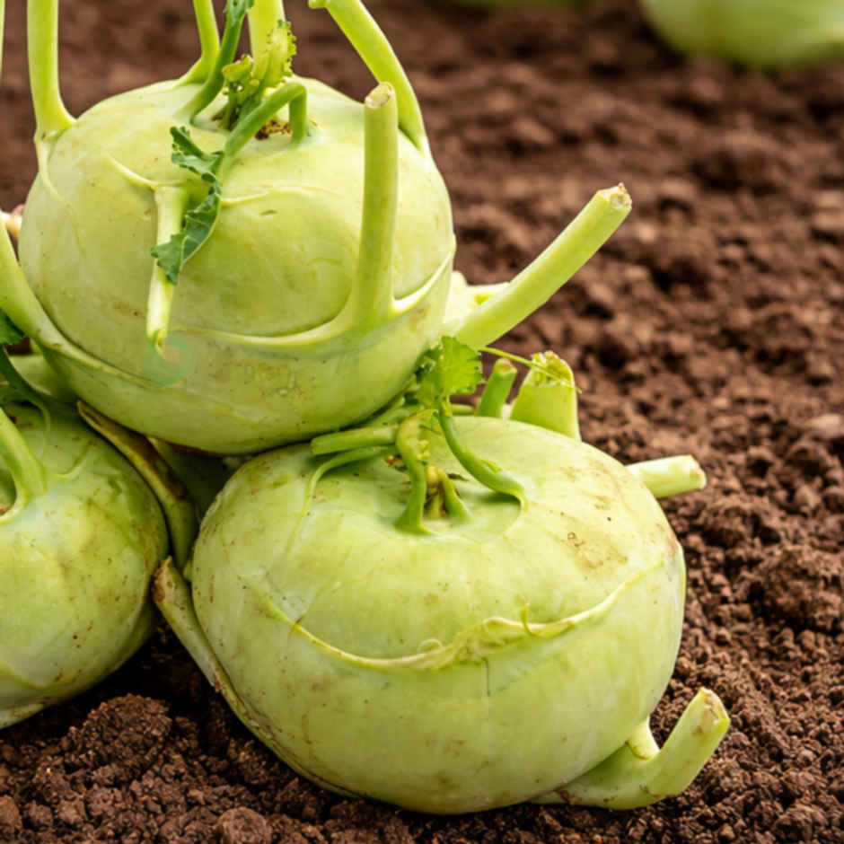 Organically Grown Knol Khol