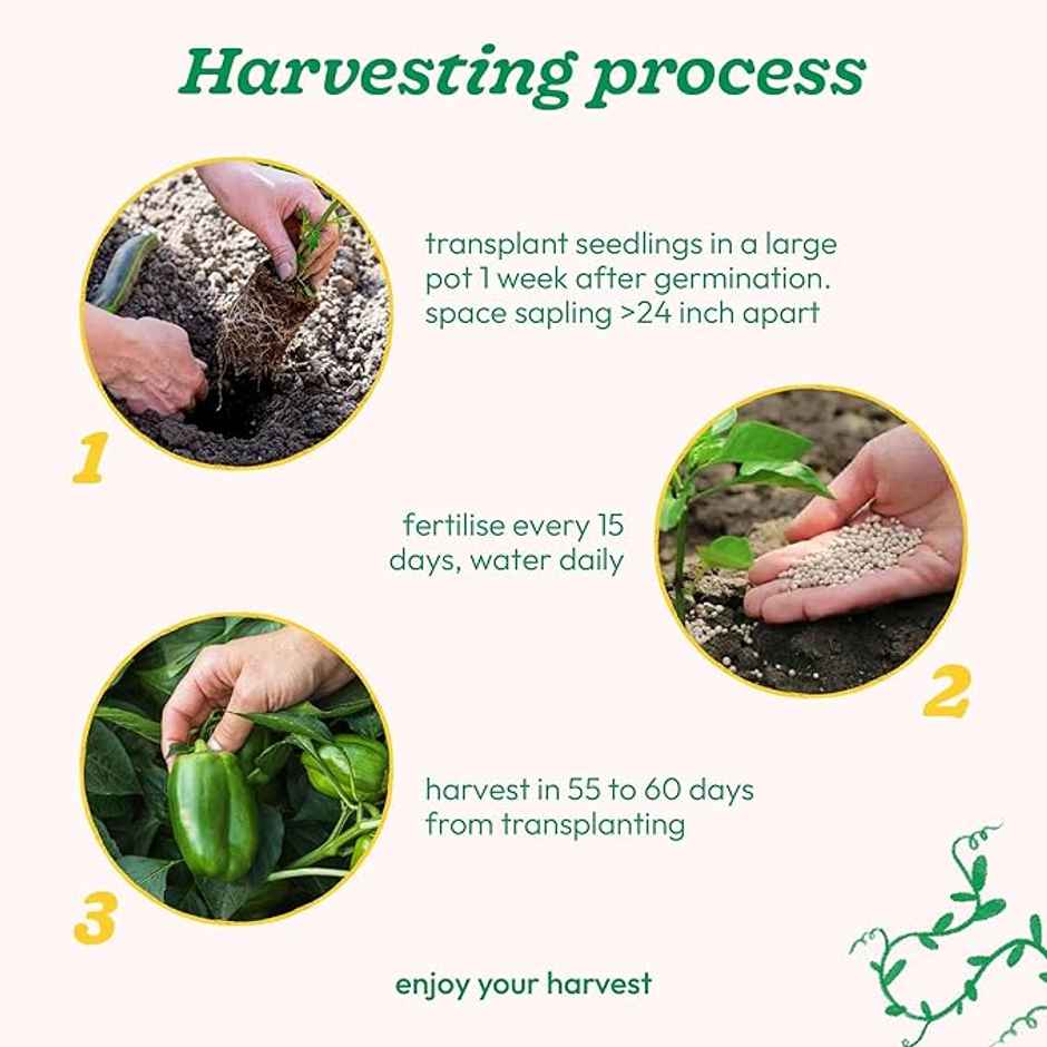 Ugaoo Capsicum Seeds