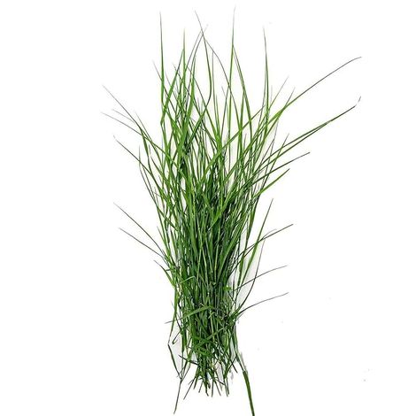 Doob grass