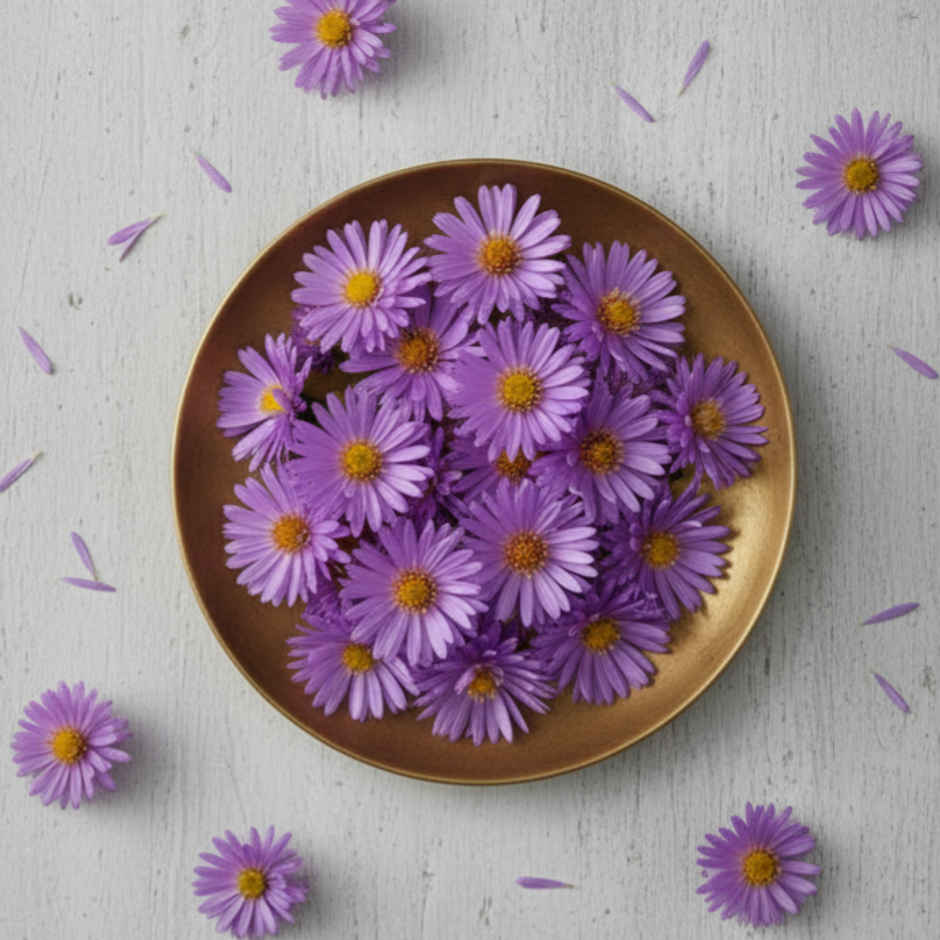 Aster Flowers
