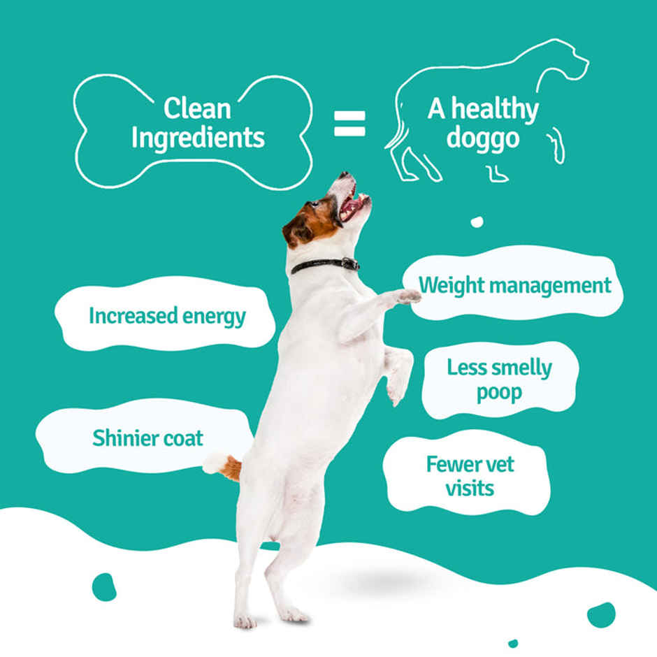 BLEP 100% Natural Dog Food | Fish Beans Trial Pack | 5 Packs | Zero Preservatives Combo