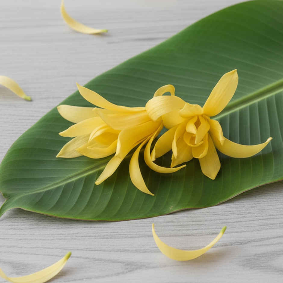 Champa Flower (Chafa)