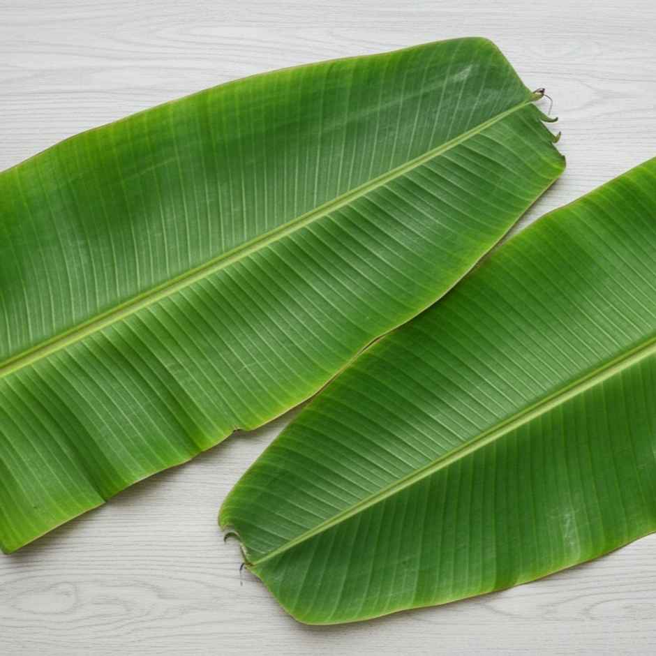 Banana Leaves