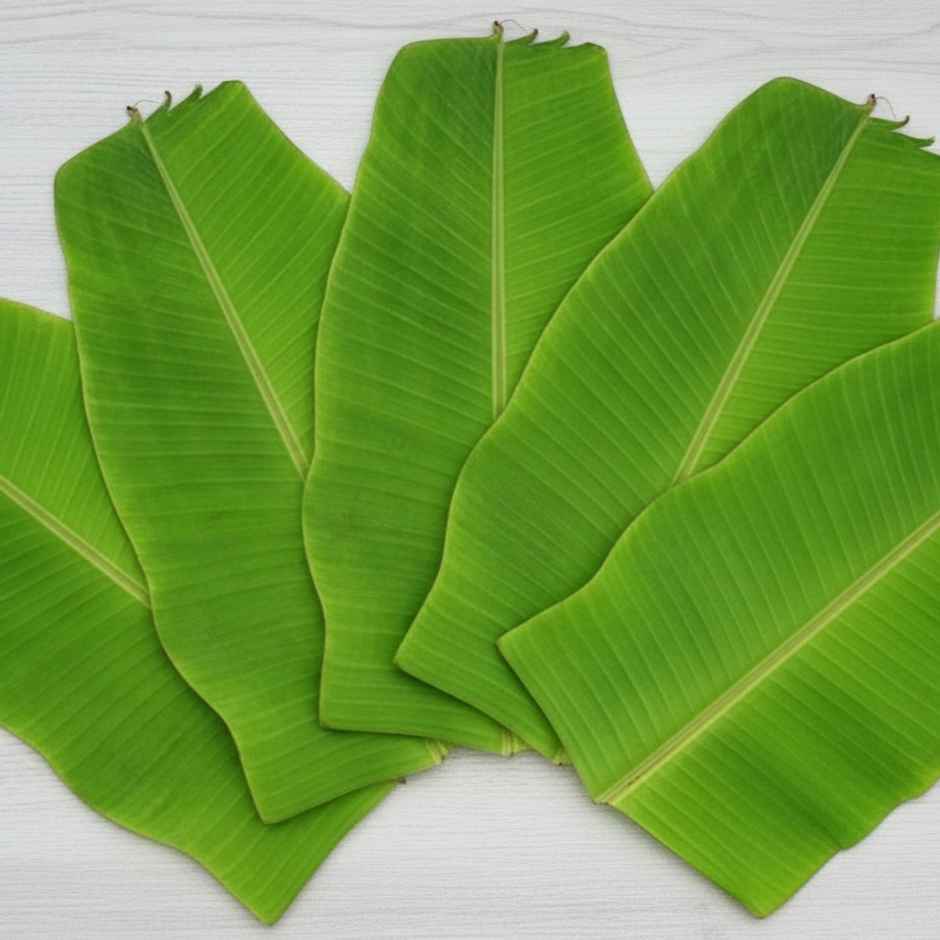 Banana Leaves