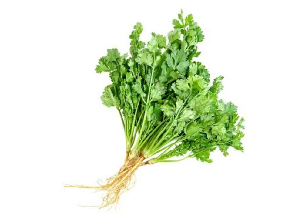 Coriander leaves Combo
