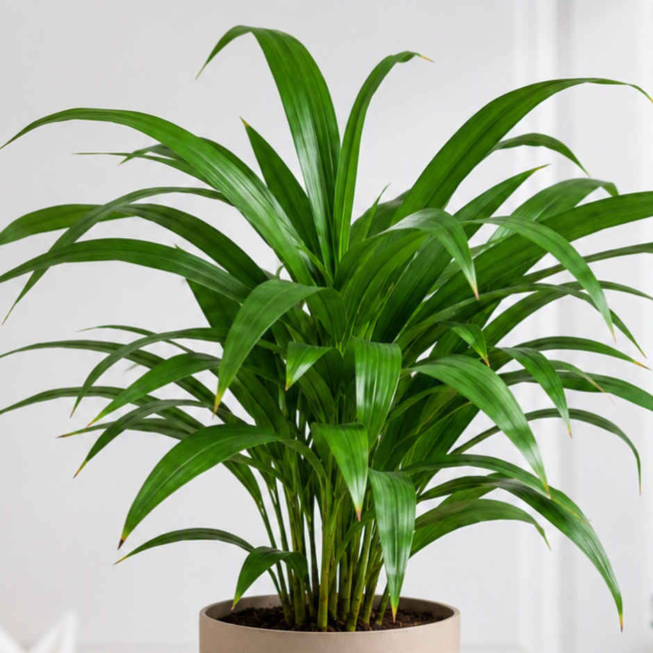 Bloom Air Purifying Areca Palm Plant | Gifting & Decor