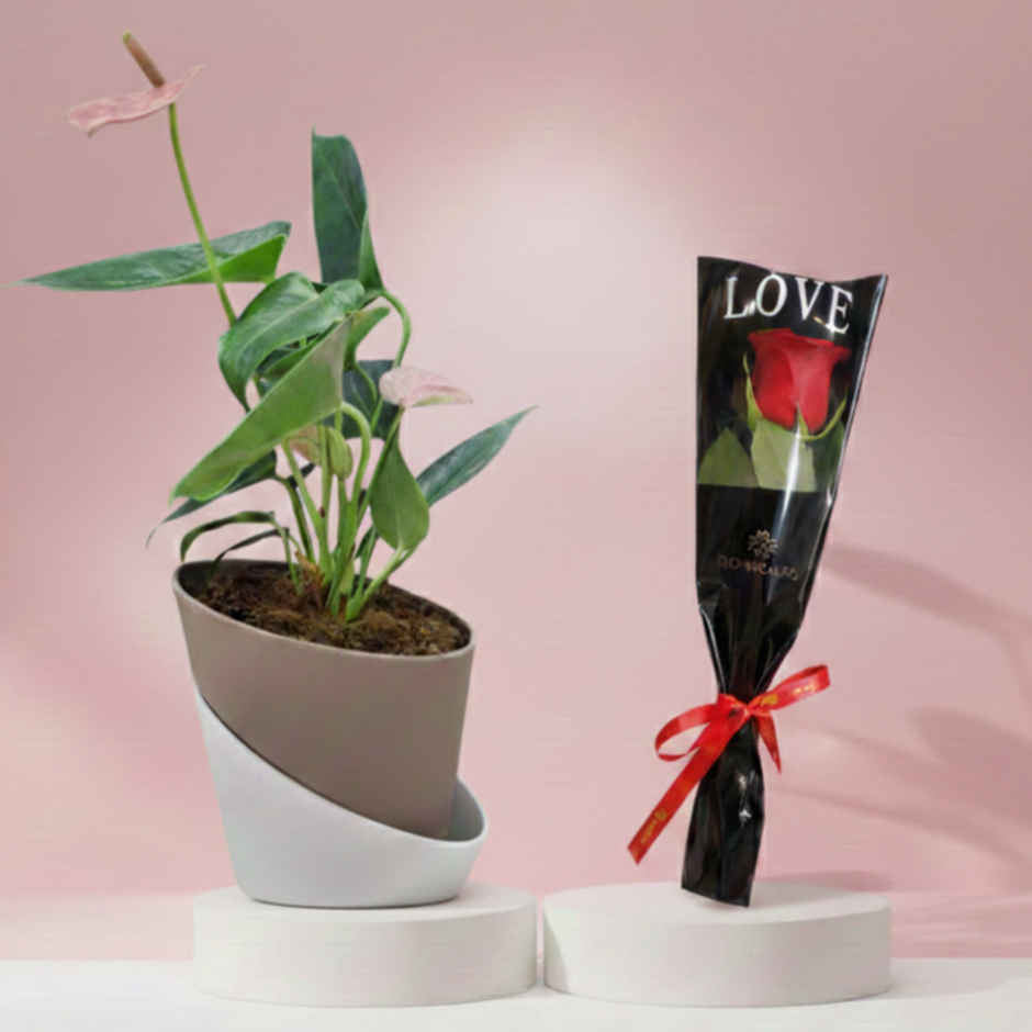 Bloom Anthurium Pink Plant (1pc) & Floweraura Signature Red Rose In Sleeve (1pc) Combo