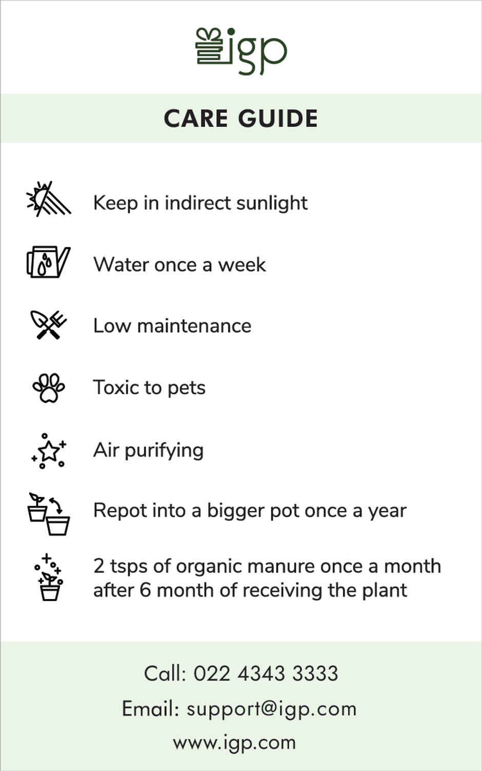 IGP Agalaonema Snow white Plant