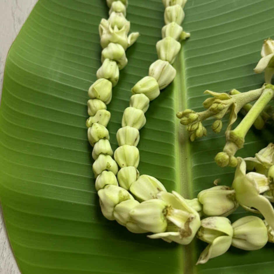 Crown Flower String (Erukkam Poo Maala)