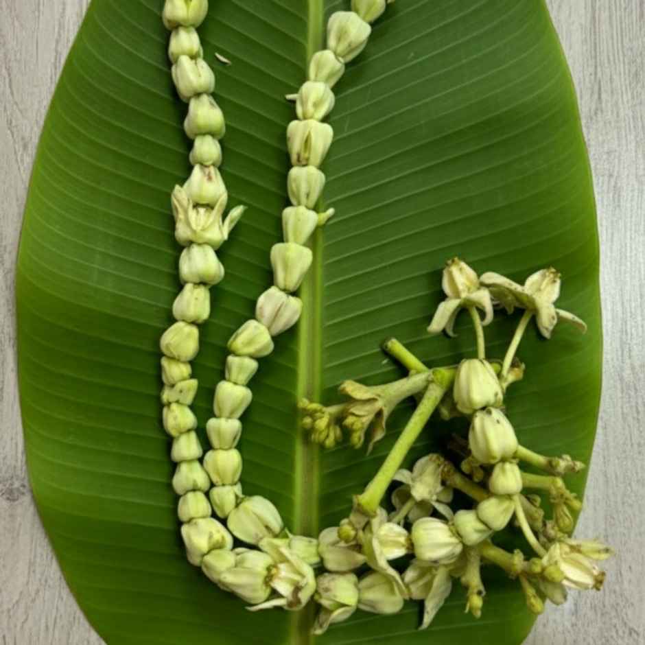 Crown Flower String (Ekkada Maala)
