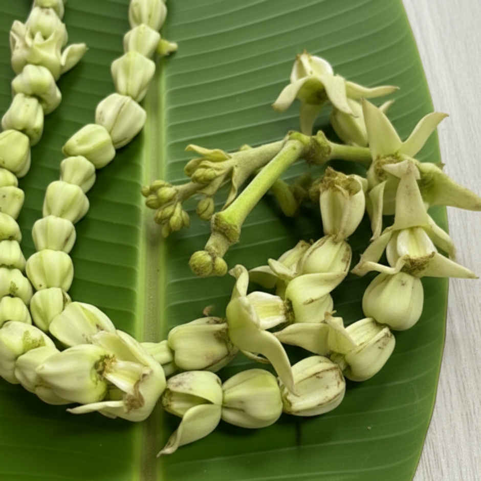 Crown Flower String (Ekkada Maala)