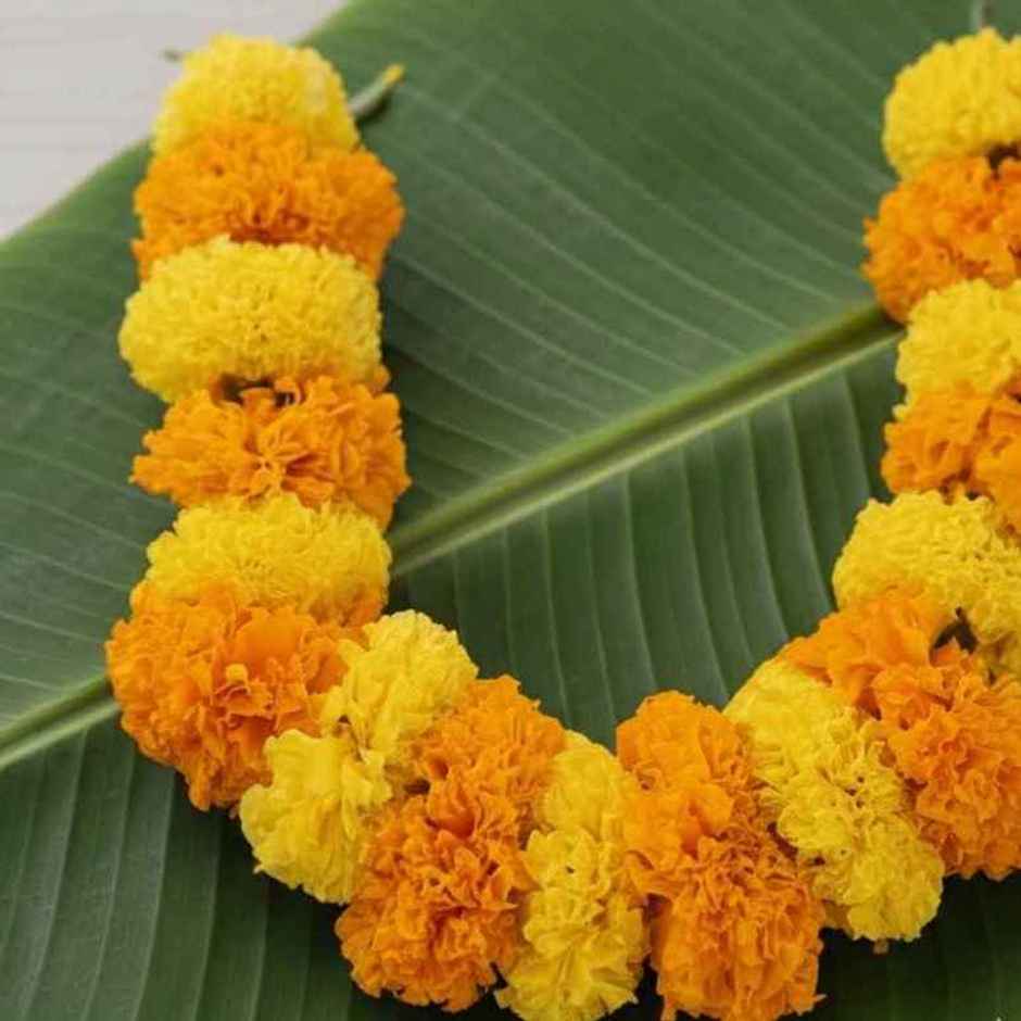 Marigold Flower String
