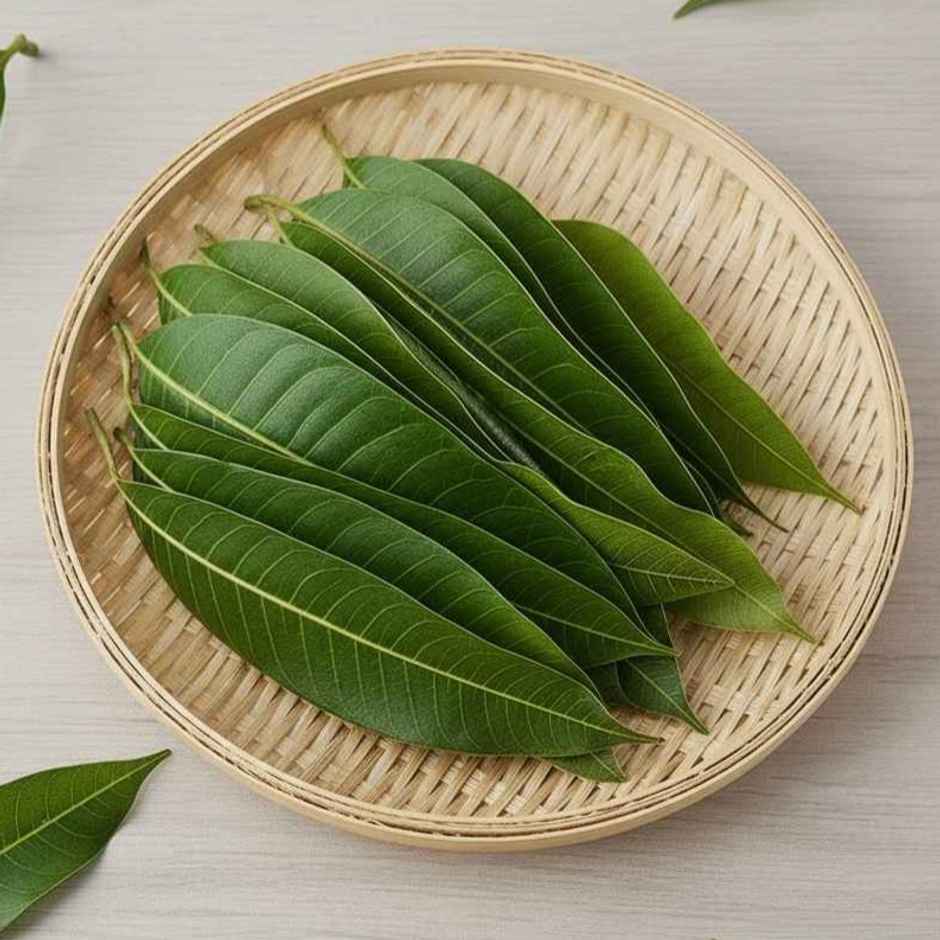 Mango Leaves