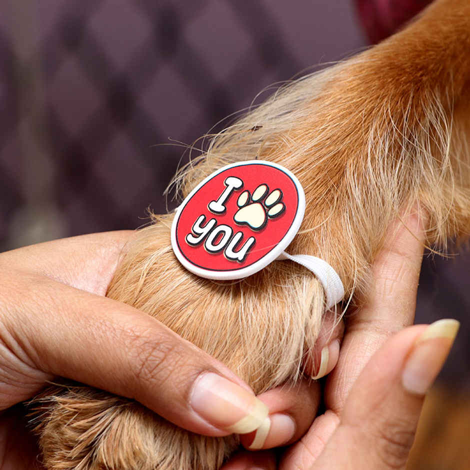 Oye Happy I Paw You Pet Rakhi - Cute and Fun