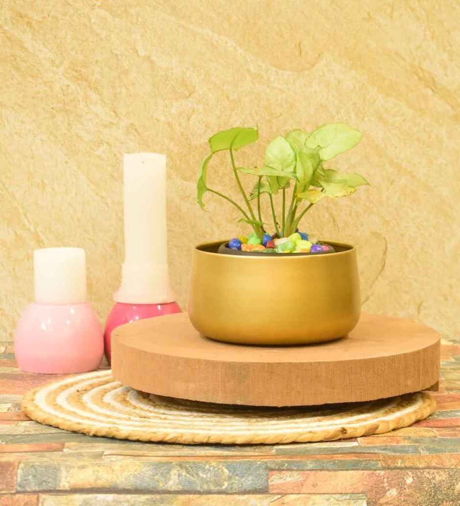 CasaCraft Pepperfry Tanner Gold Iron Planter Pot Round Decorative Rust-Resistant for Indoor Plants