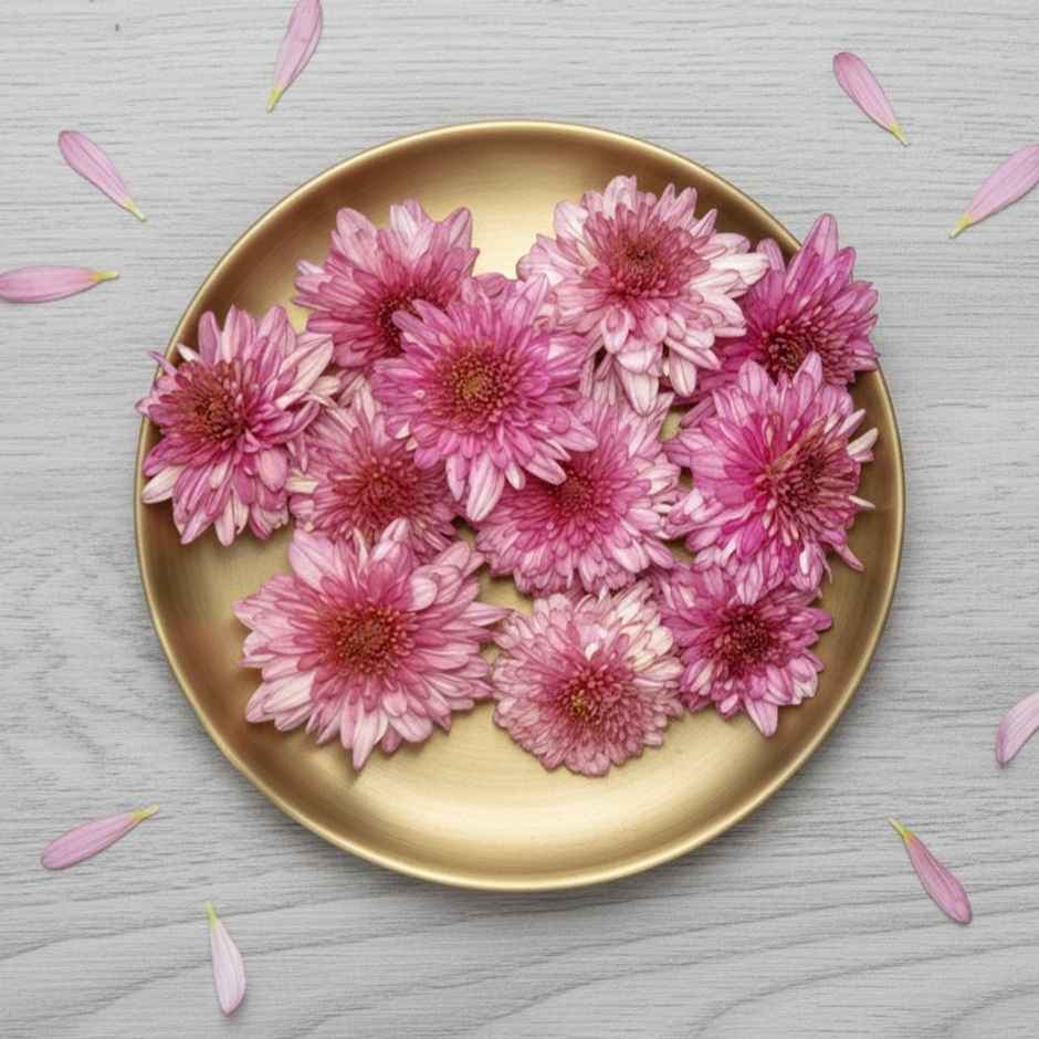 Chrysanthemum Pink Flower