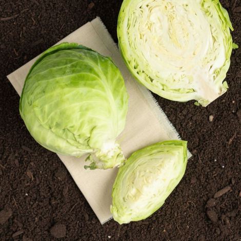 Organically Grown Cabbage