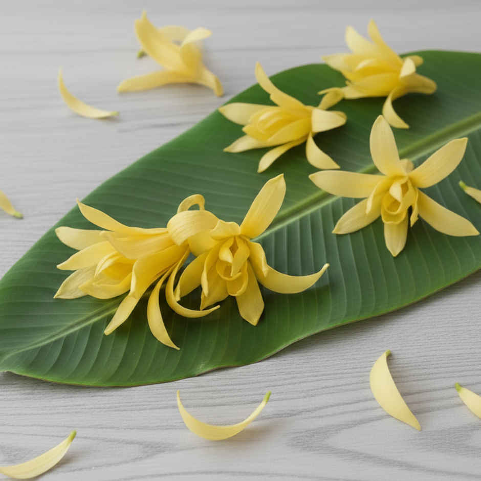Champa Flower (Chafa)