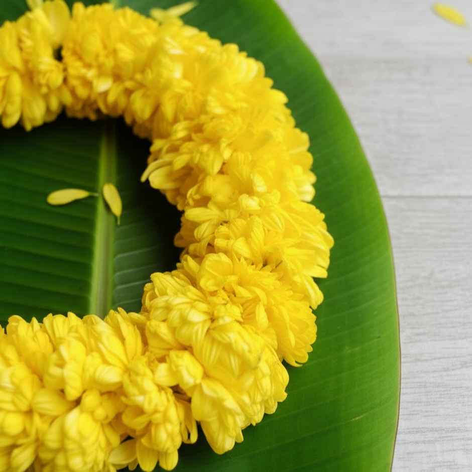 Fresh Chrysanthemum Flower String Combo