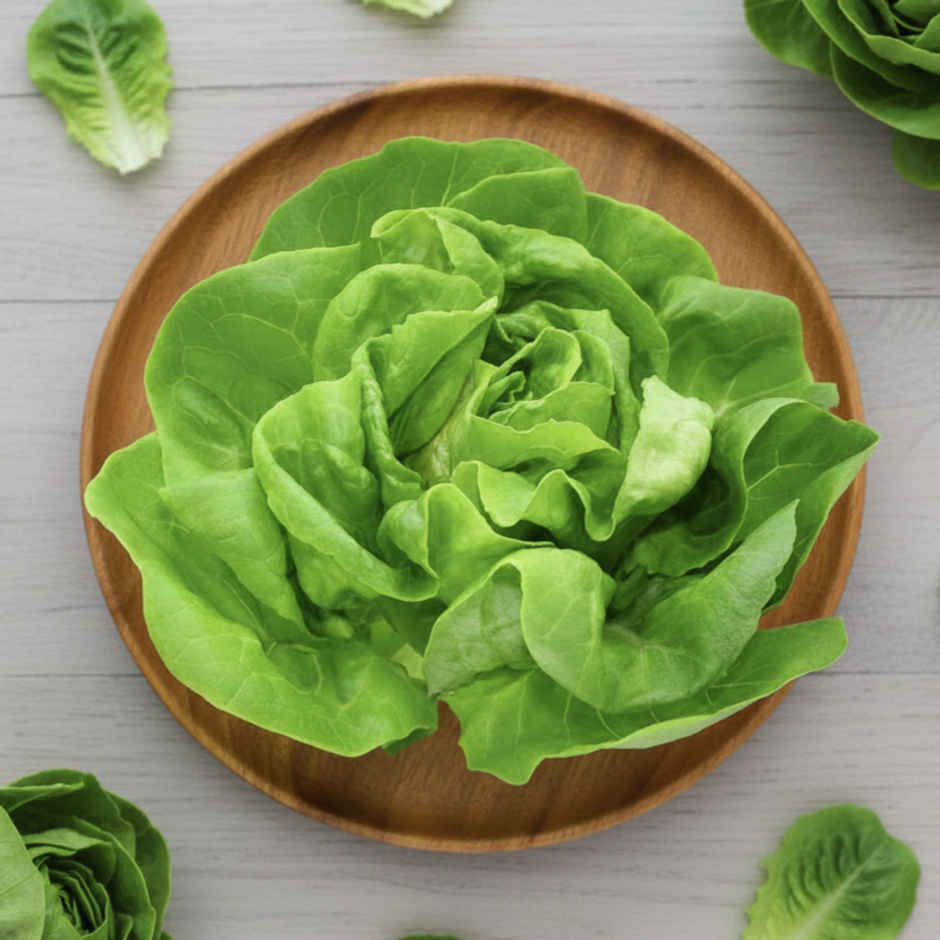 Hydroponic Lettuce Butterhead