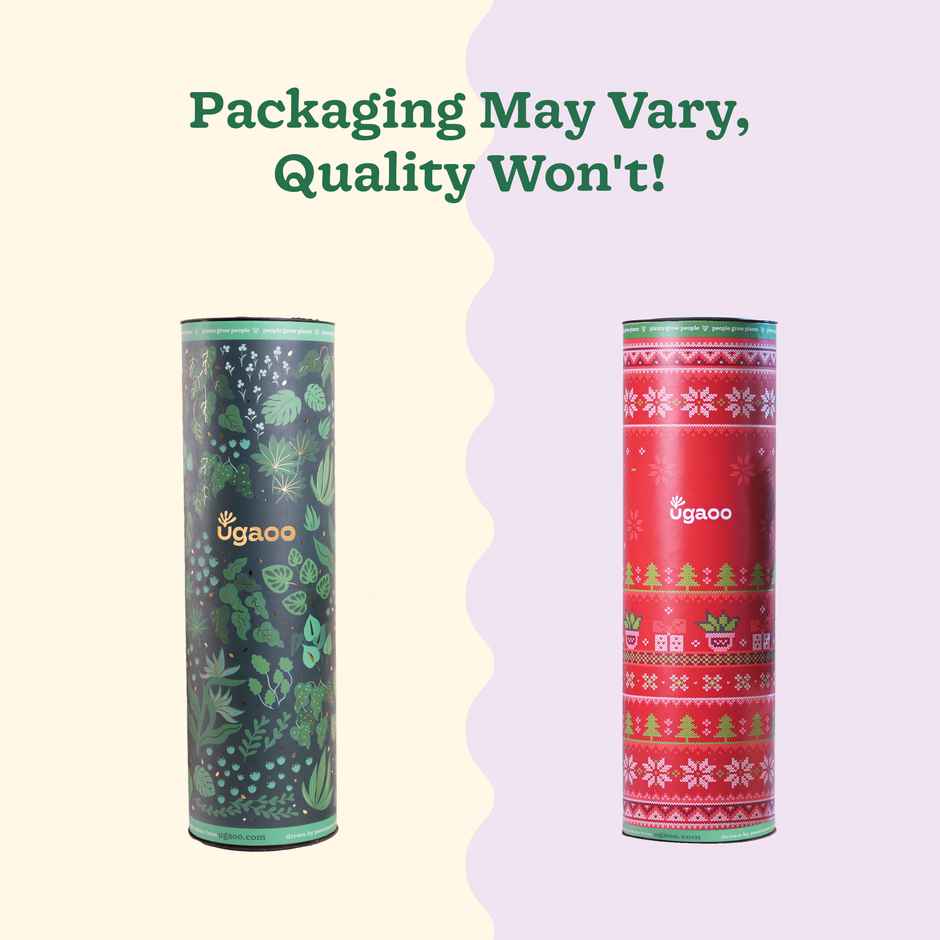 Natural Christmas Tree with Krish Pot 