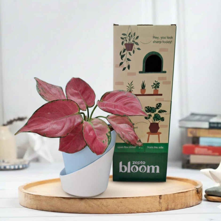 Bloom Pink Aglaonema Plant (1pc) & Floweraura Signature Red Rose In Sleeve (1pc) Combo