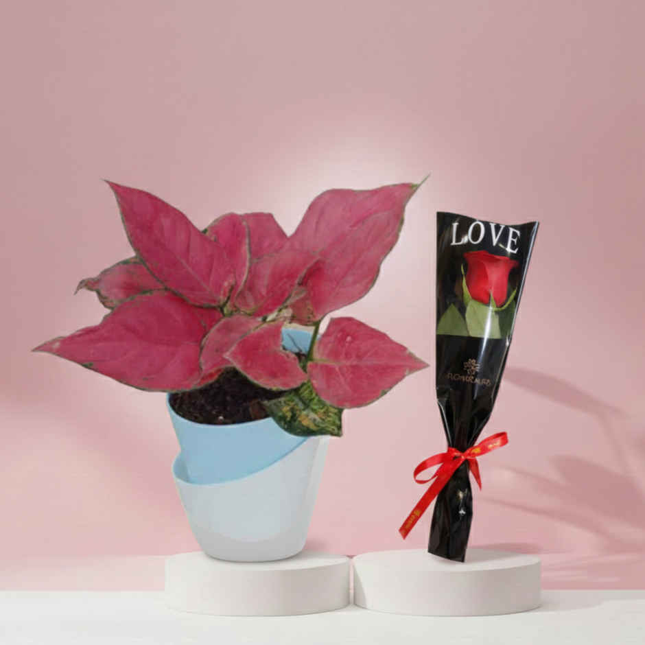 Bloom Pink Aglaonema Plant (1pc) & Floweraura Signature Red Rose In Sleeve (1pc) Combo