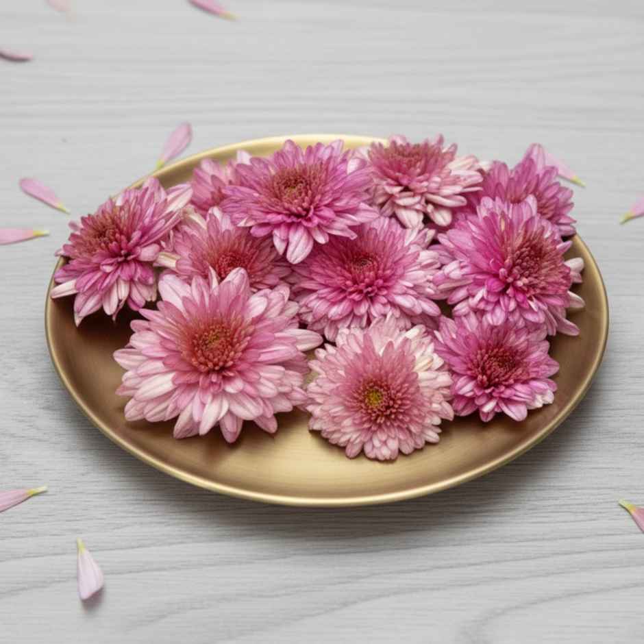 Chrysanthemum Pink Flower