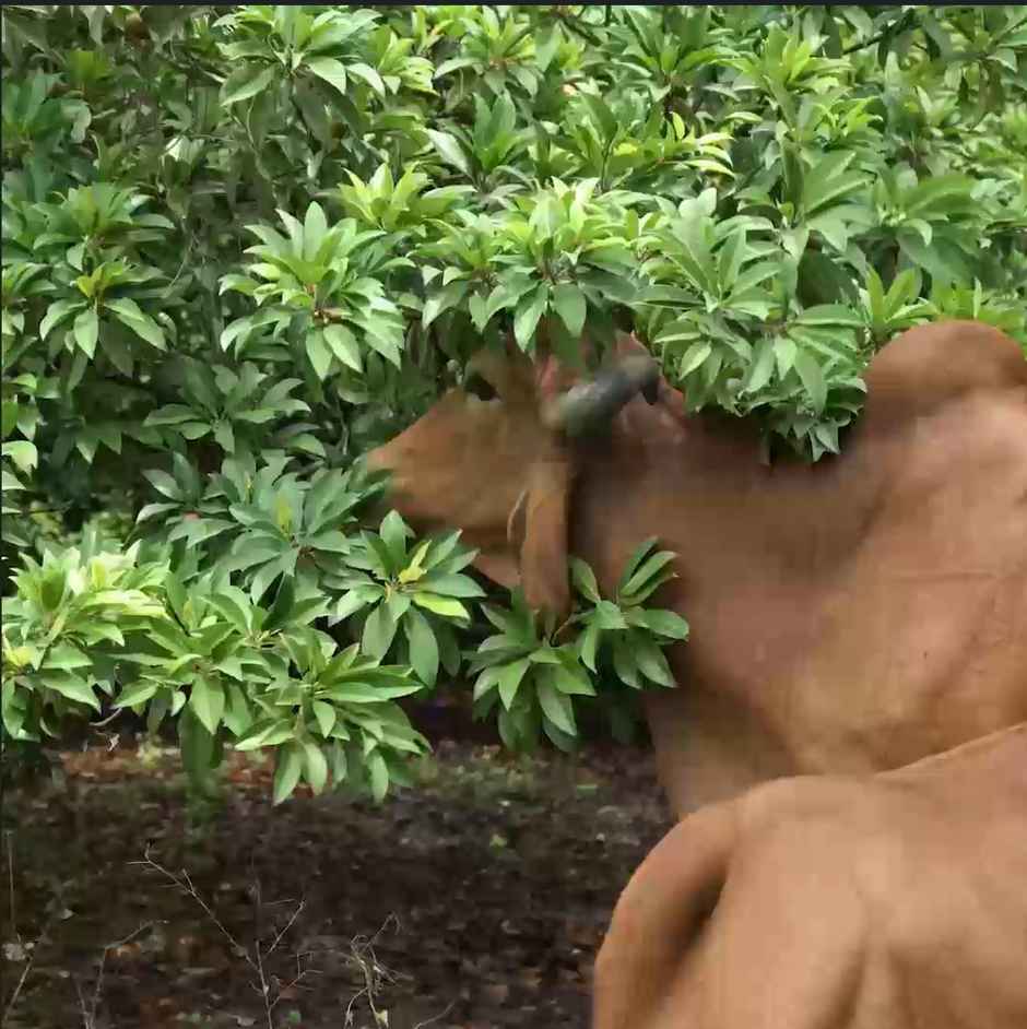 Anveshan A2 Desi Gir Cow Ghee