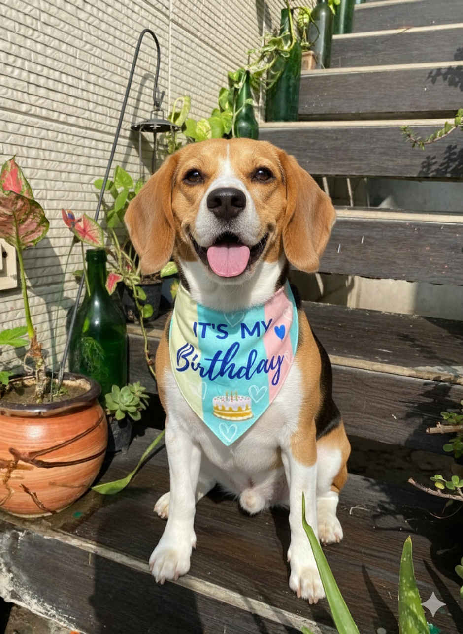 Pawgy Pets Reversible Birthday Bandana For Dogs And Cats | M