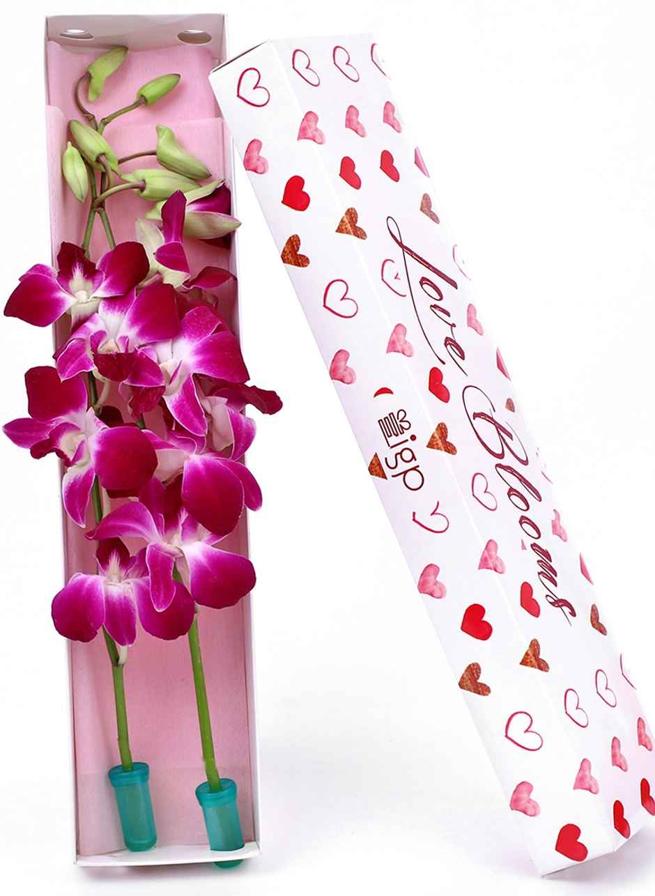 IGP Box of 2 Opulent Orchids