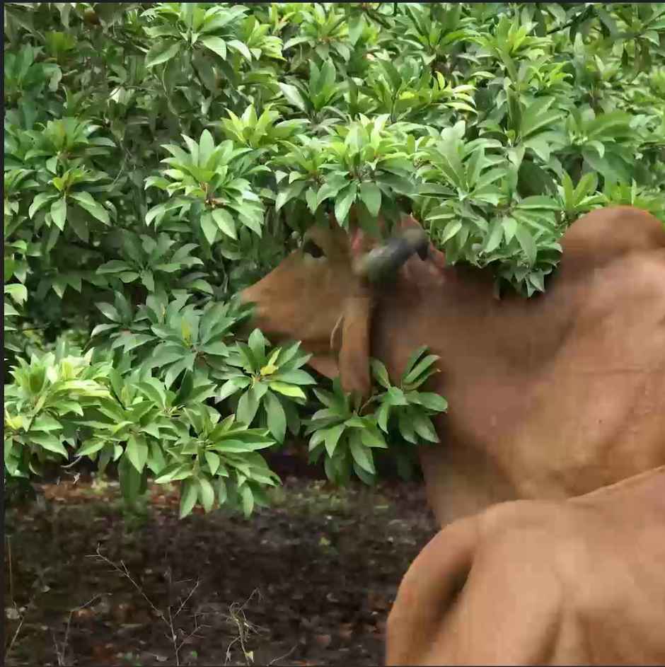 Anveshan A2 Gir Cow Ghee Traditional Bilona Method Cultured Curd Based Immunity Booster