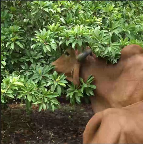 Anveshan A2 Gir Cow Ghee Traditional Bilona Method Cultured Curd Based Immunity Booster