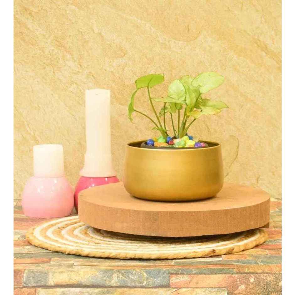 CasaCraft Pepperfry Tanner Gold Iron Planter Pot Round Decorative Rust-Resistant for Indoor Plants