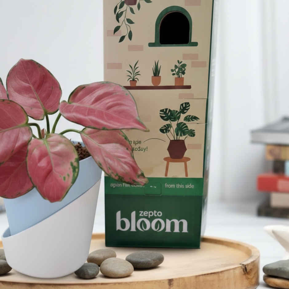 Bloom Pink Aglaonema Plant (1pc) & Floweraura Signature Red Rose In Sleeve (1pc) Combo