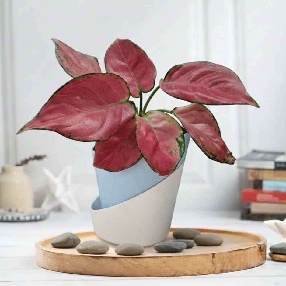 Bloom Pink Aglaonema Plant